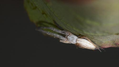 Réf. 218 907 : Uloborus walckenaerius